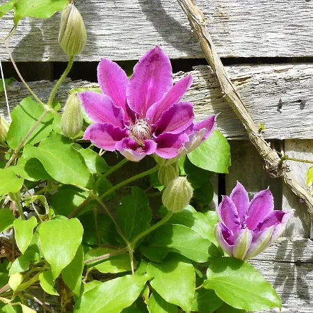 Maison Au Charme Champetre - Vakantiehuis Monlaur-Bernet