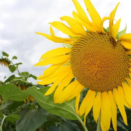 Maison Au Charme Champetre - *